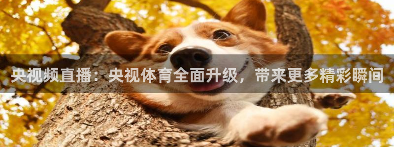 玩球直播在线观看：央视频直播：央视体育全面升级，带来更多精彩瞬间